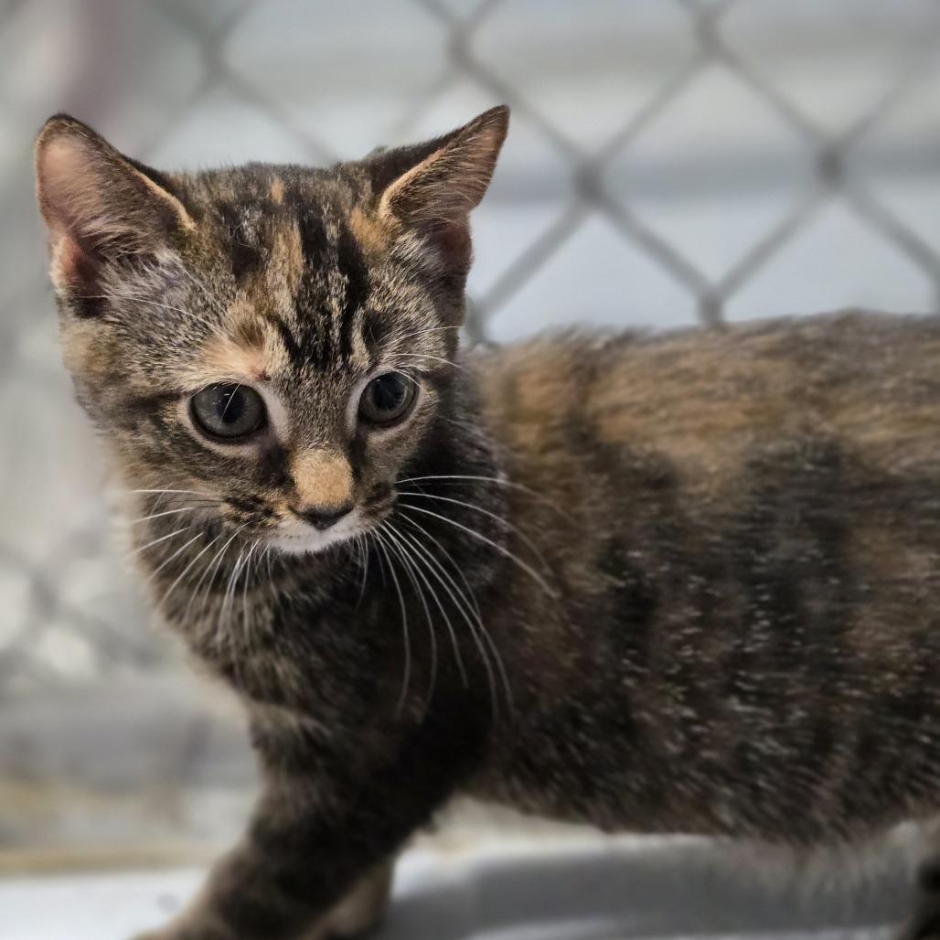 Enlarge Twig, a Adoptable Domestic Medium Hair in Lexington, SC image 1/3
