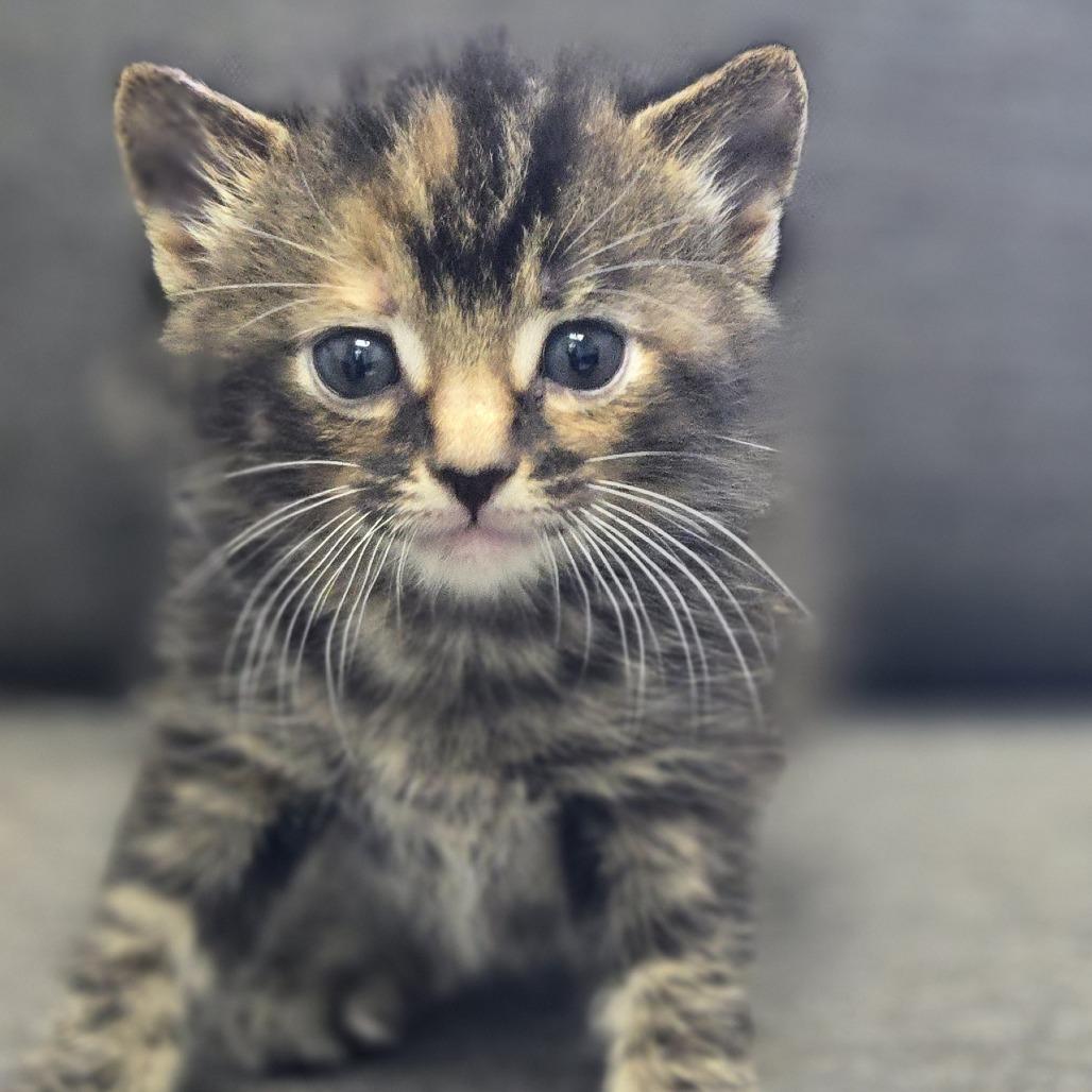 Enlarge Twig, a Adoptable Domestic Medium Hair in Lexington, SC image 2/3