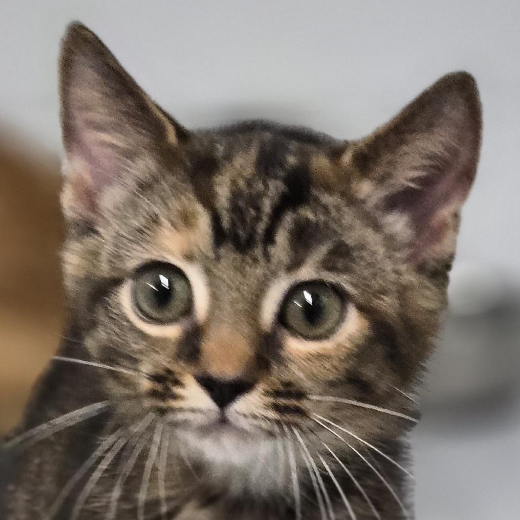 Enlarge Twig, a Adoptable Domestic Medium Hair in Lexington, SC image 3/3
