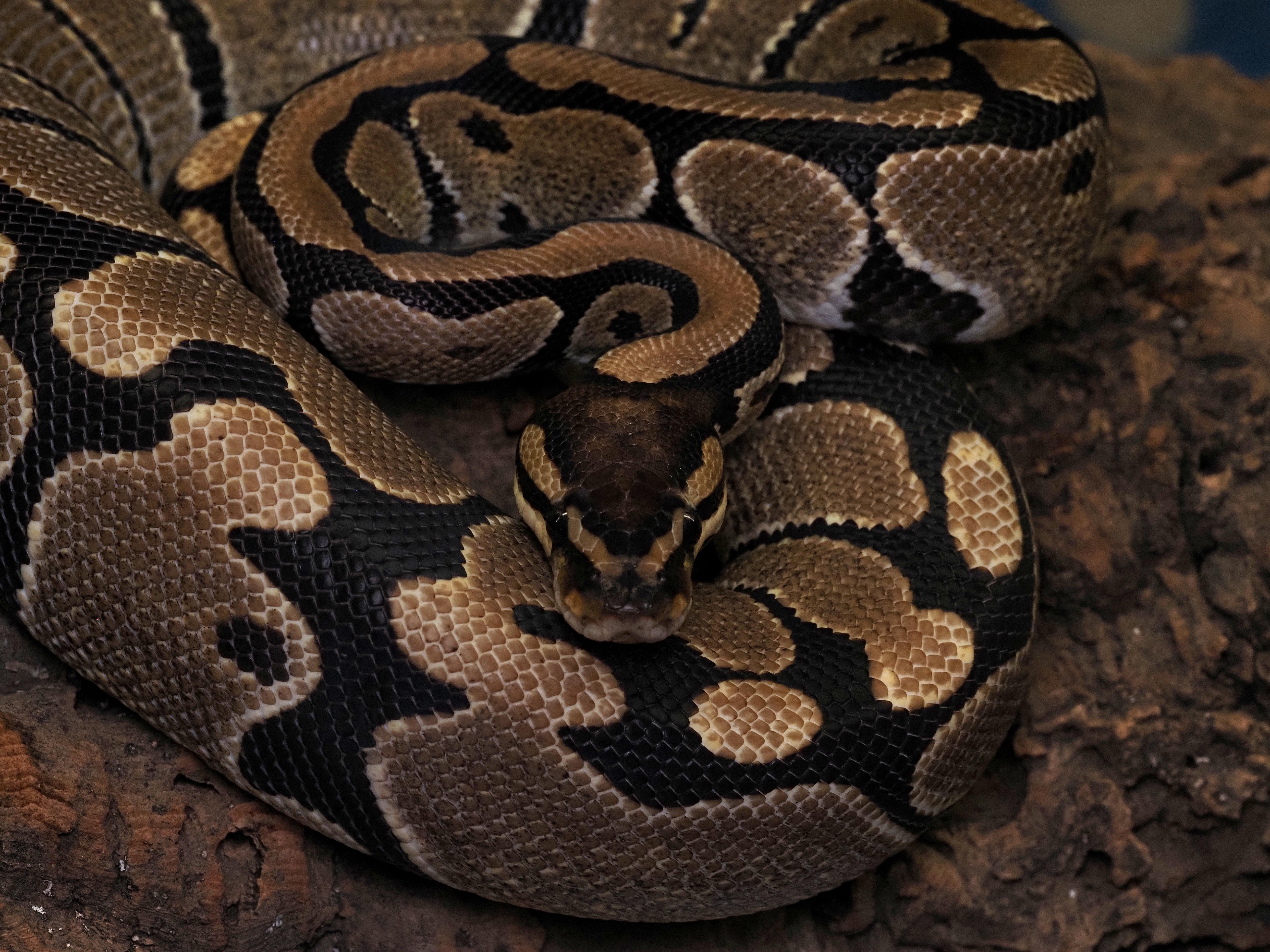 Enlarge Alfie, a ADOPTABLE Ball Python in Tacoma, WA image 1/2