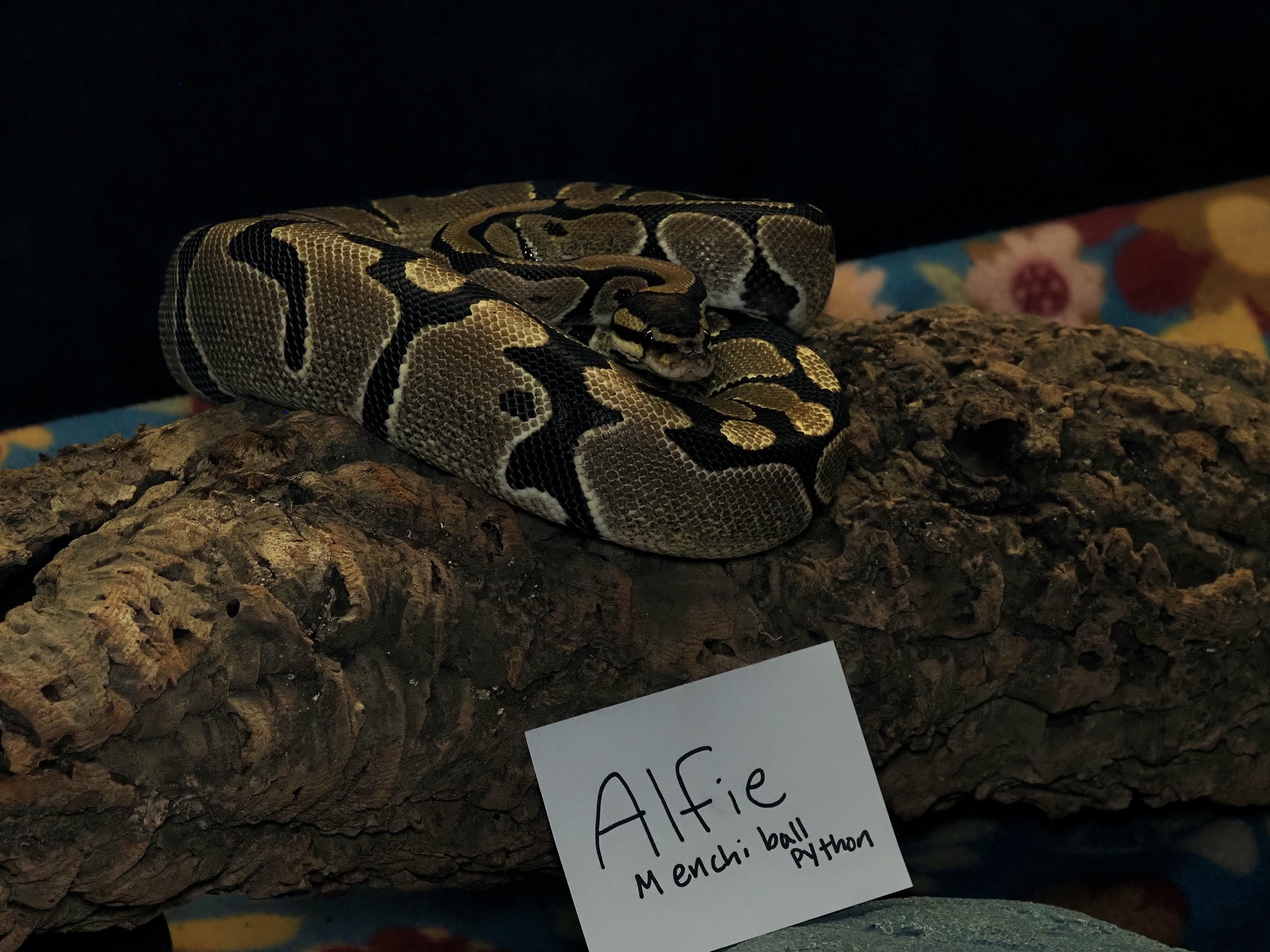 Enlarge Alfie, a ADOPTABLE Ball Python in Tacoma, WA image 2/2