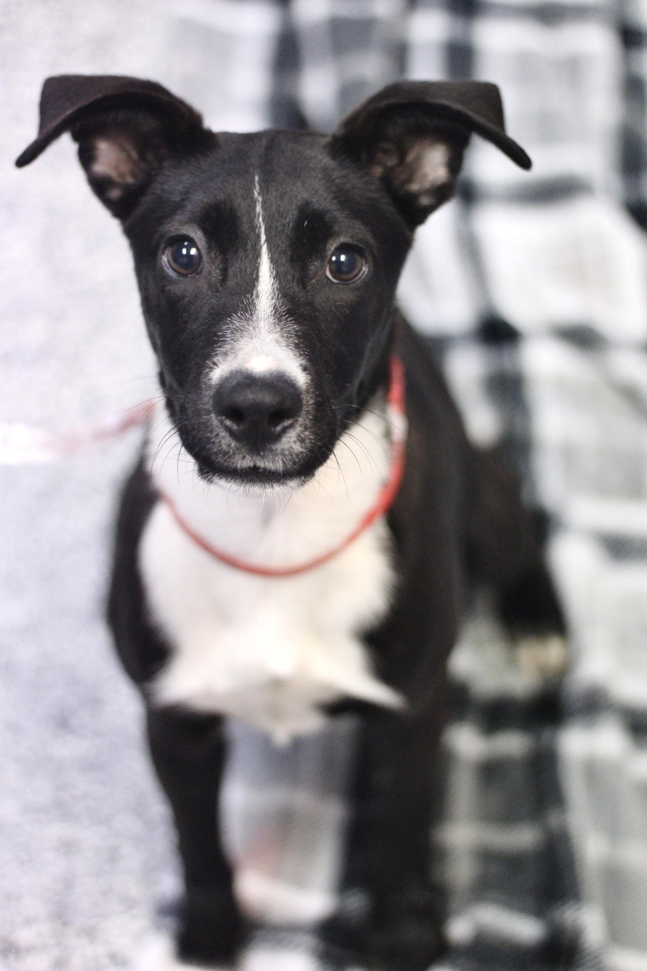Kiki in NH! Come Meet our Adoptable Dogs Wednesday-Sunday. More info in Bio!, an adoptable mixed breed in Manchester, NH image 2/2