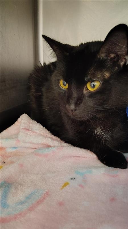 Enlarge Luffy / Ripley, a Adoptable mixed breed in New Kensington, PA image 1/6