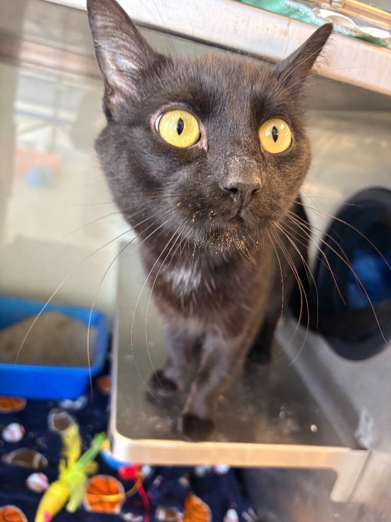 Enlarge Luffy / Ripley, a Adoptable mixed breed in New Kensington, PA image 2/6