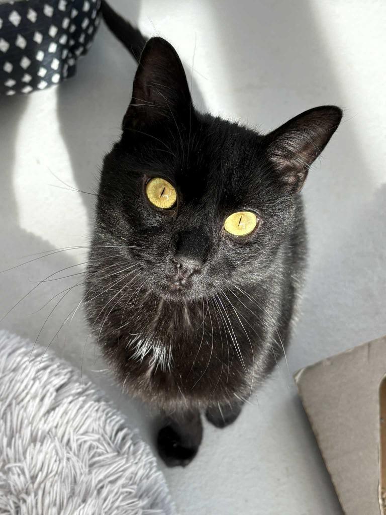 Enlarge Luffy / Ripley, a Adoptable mixed breed in New Kensington, PA image 3/6