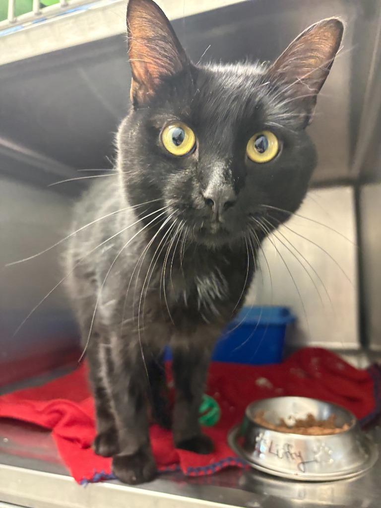 Enlarge Luffy / Ripley, a Adoptable mixed breed in New Kensington, PA image 5/6