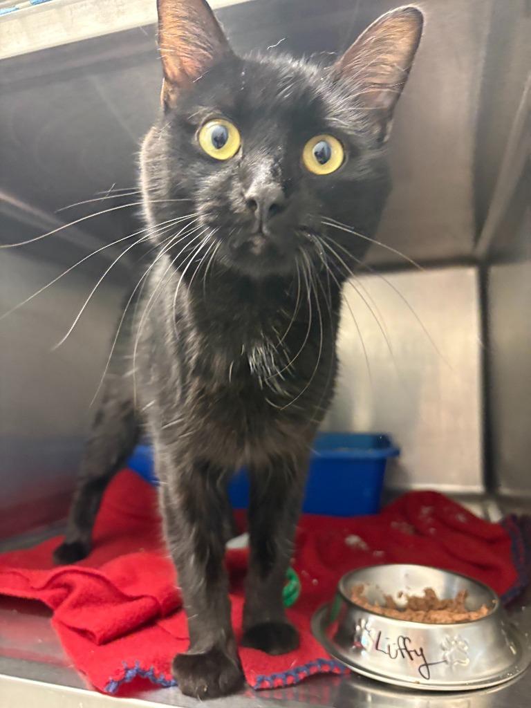 Enlarge Luffy / Ripley, a Adoptable mixed breed in New Kensington, PA image 6/6