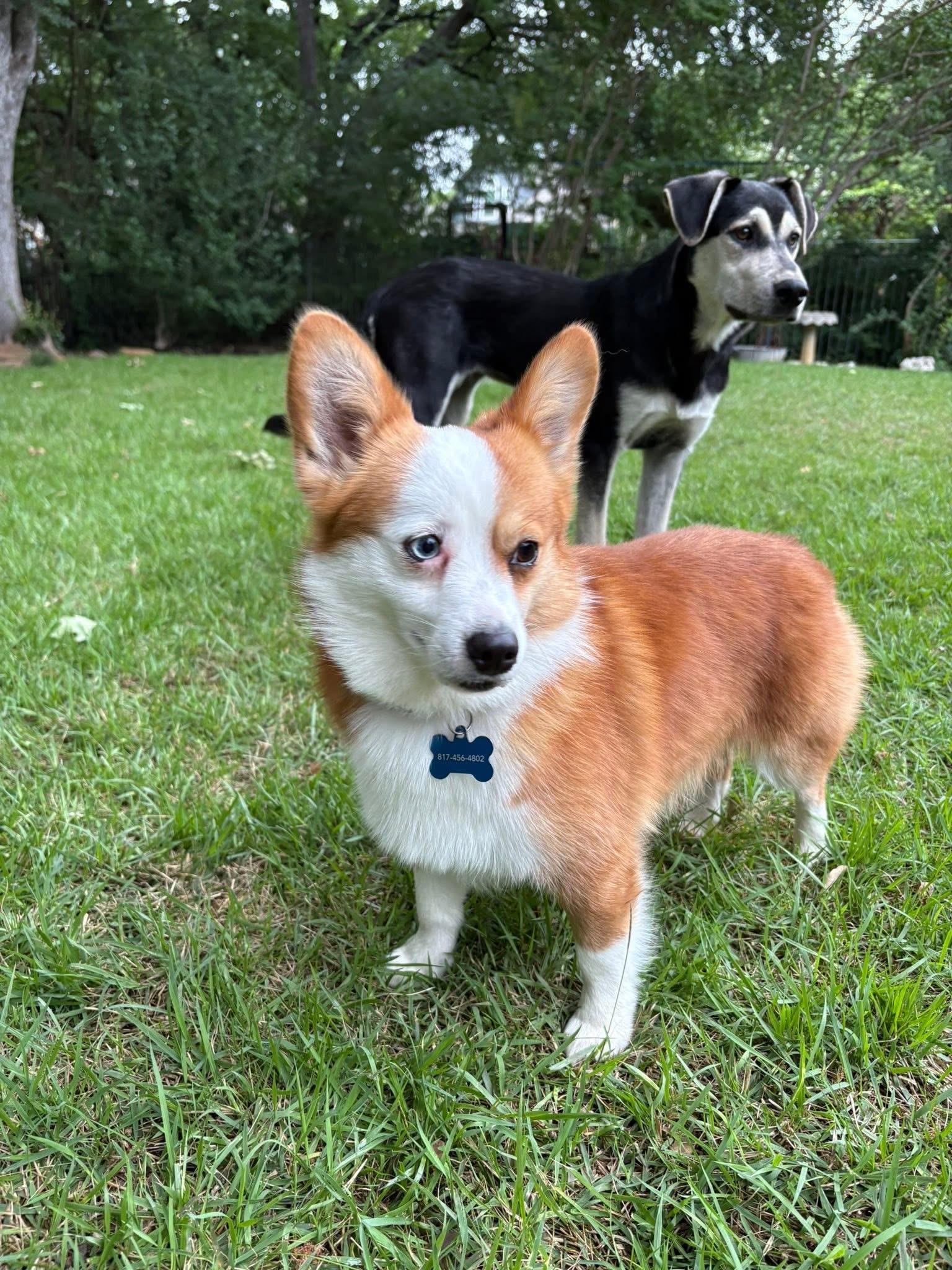 Enlarge Iggy, an adopted mixed breed in Keller, TX image 2/6