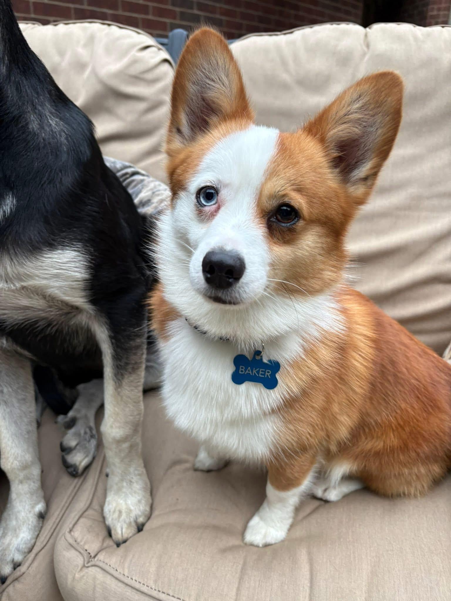 Iggy, adopted, Puppy Male Corgi & Australian Shepherd.