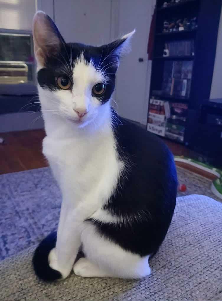 Mrs. Beakley, Adoptable, Young Female Domestic Short Hair.