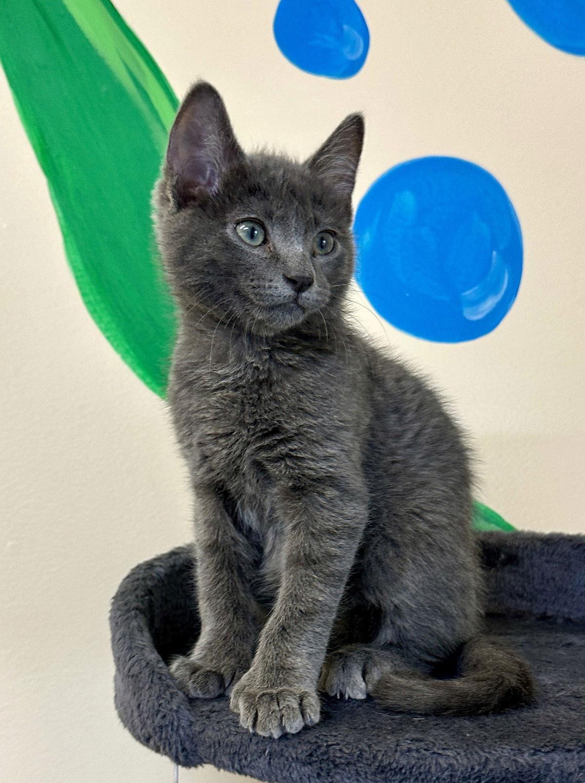 Kitten Chimmy, Adopted, Kitten Male Domestic Short Hair.