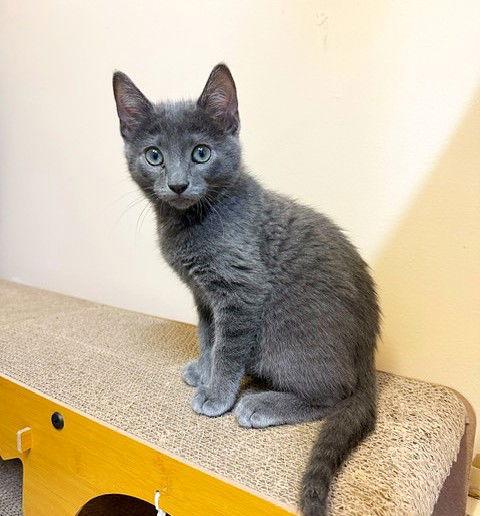Enlarge Kitten Chimmy, a Adopted Domestic Short Hair in Seal Beach, CA image 2/3