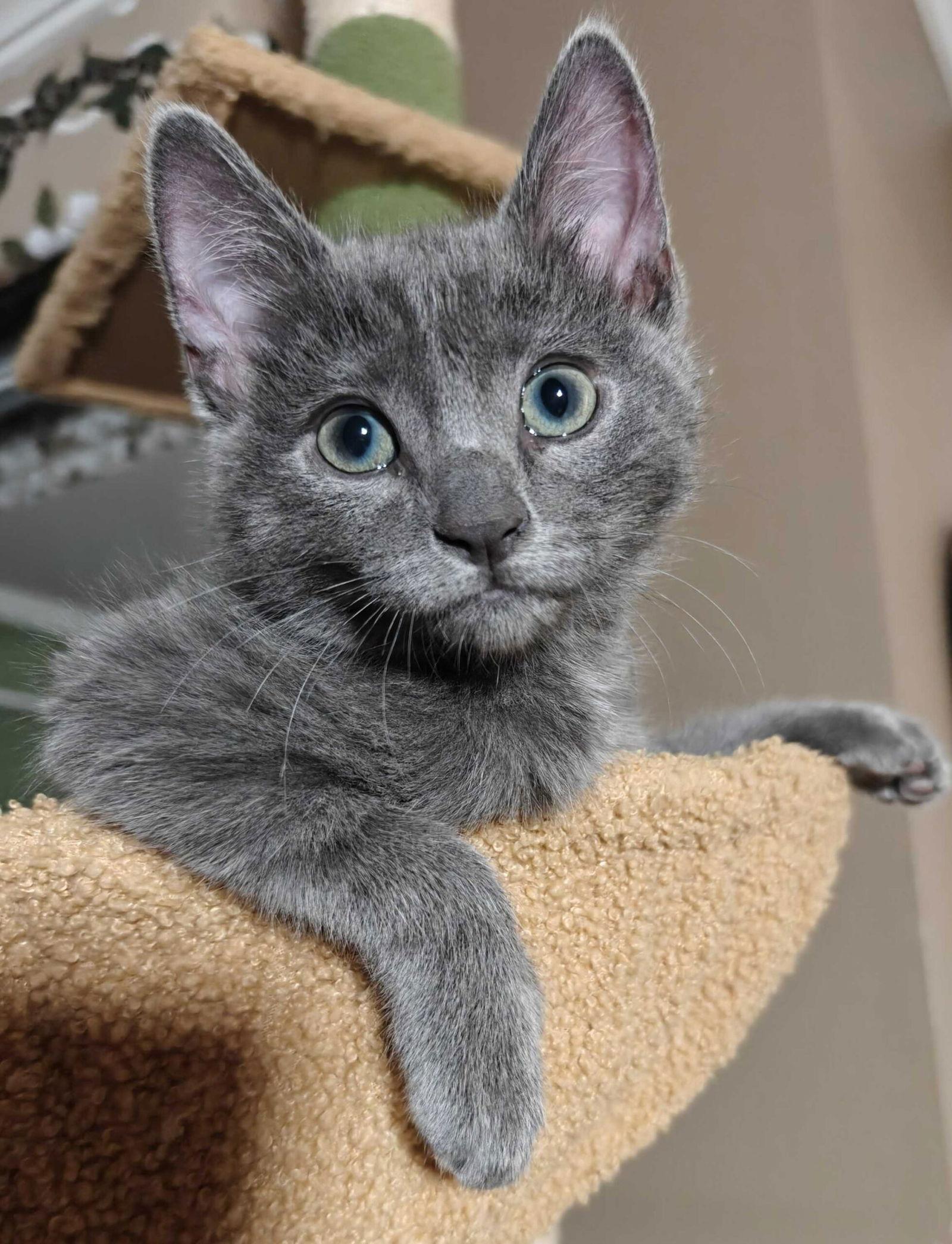 Enlarge Kitten Chimmy, a Adopted Domestic Short Hair in Seal Beach, CA image 3/3