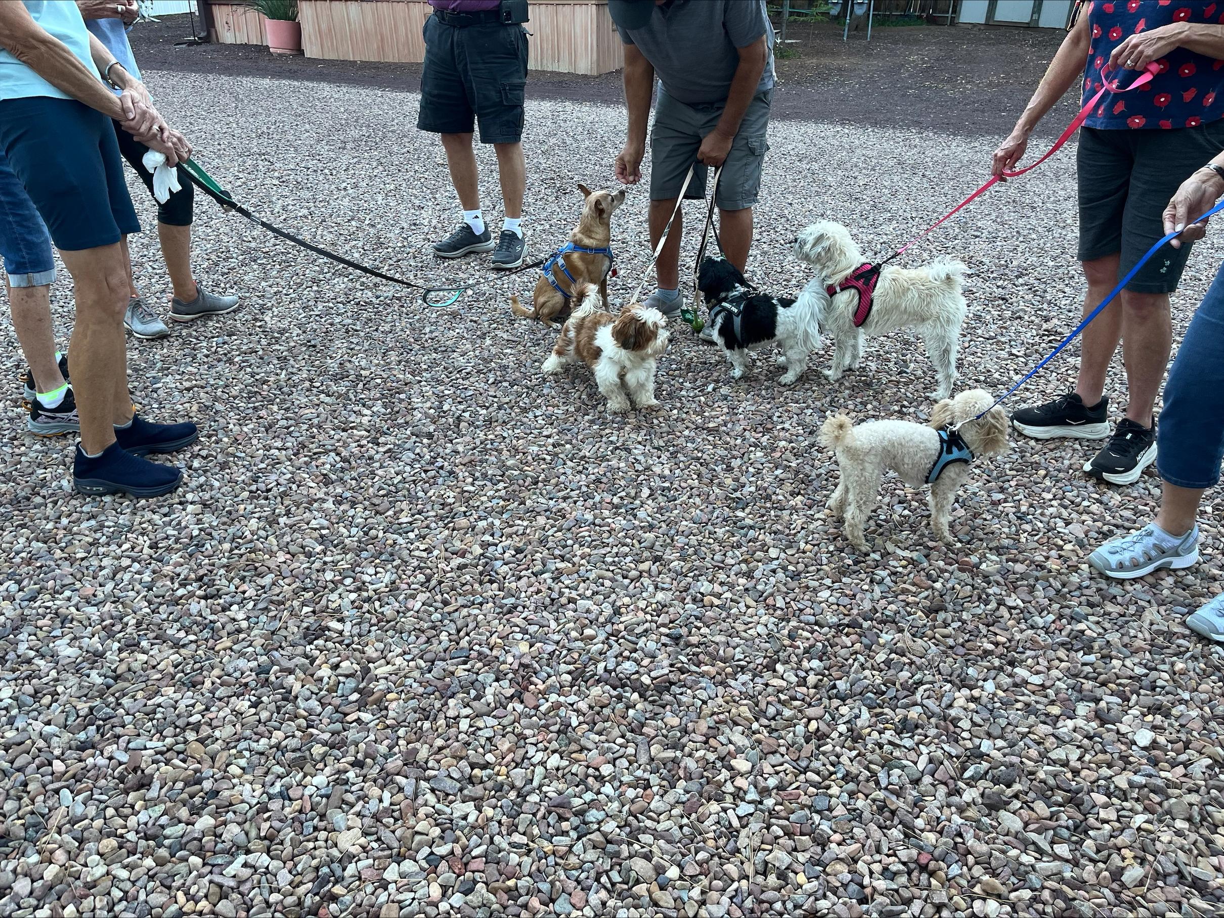 Lisa "Left Eye" Lopes, Adopted, Young Female Maltipoo.