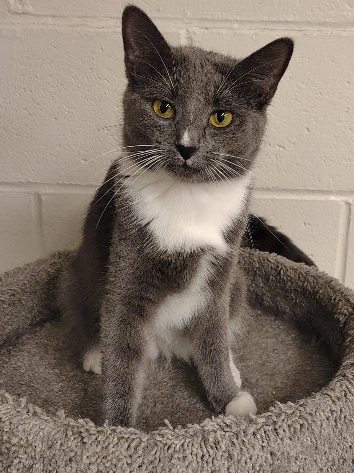 Glenda, ADOPTABLE, Young Female American Shorthair.