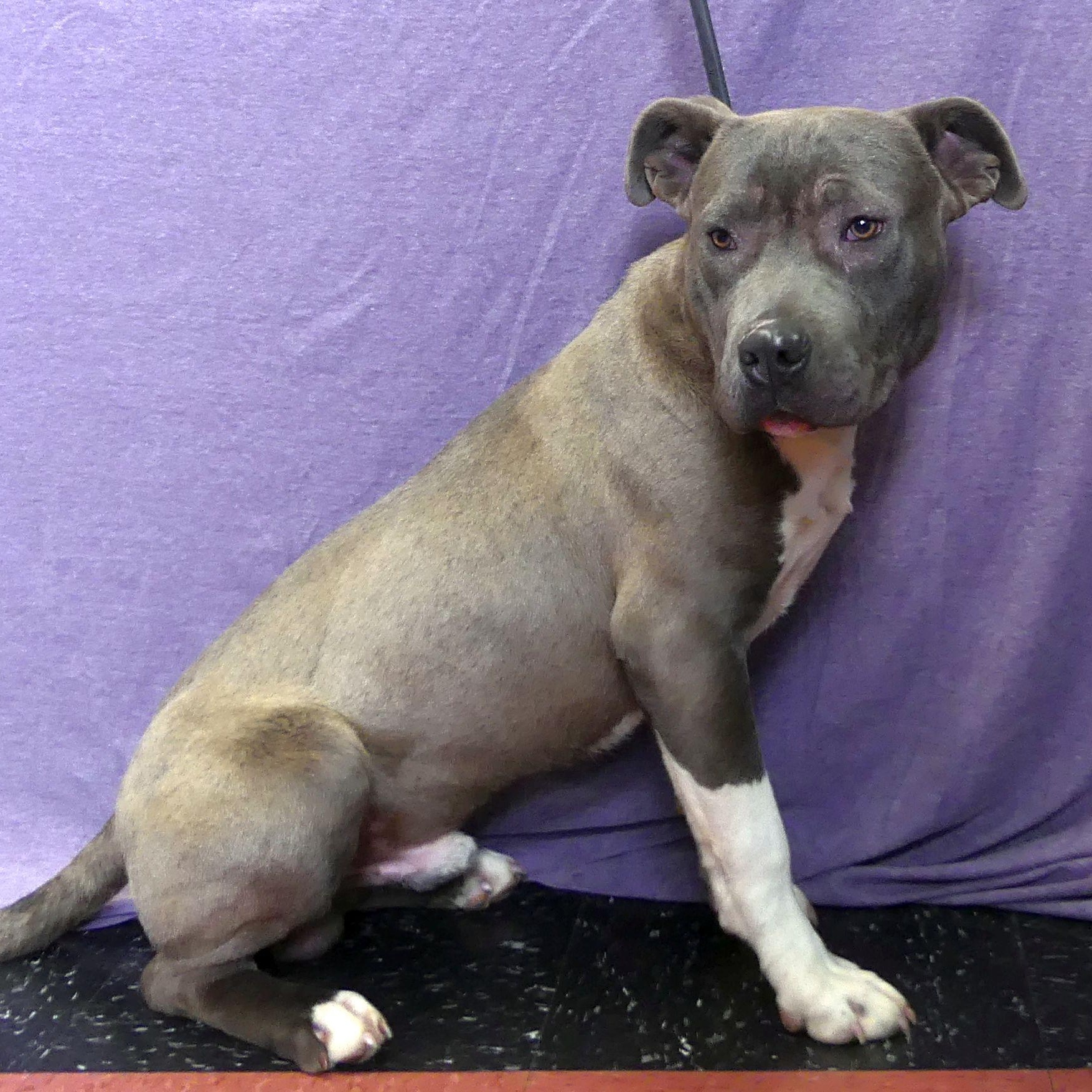 Enlarge DANCER, a Adoptable mixed breed in Ukiah, CA image 1/4