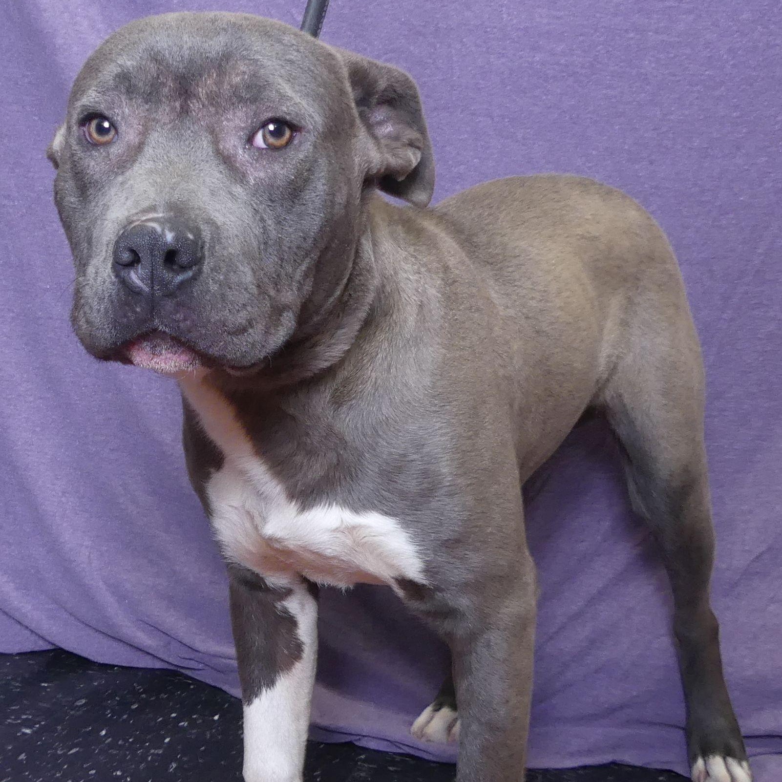 Enlarge DANCER, a Adoptable mixed breed in Ukiah, CA image 4/4