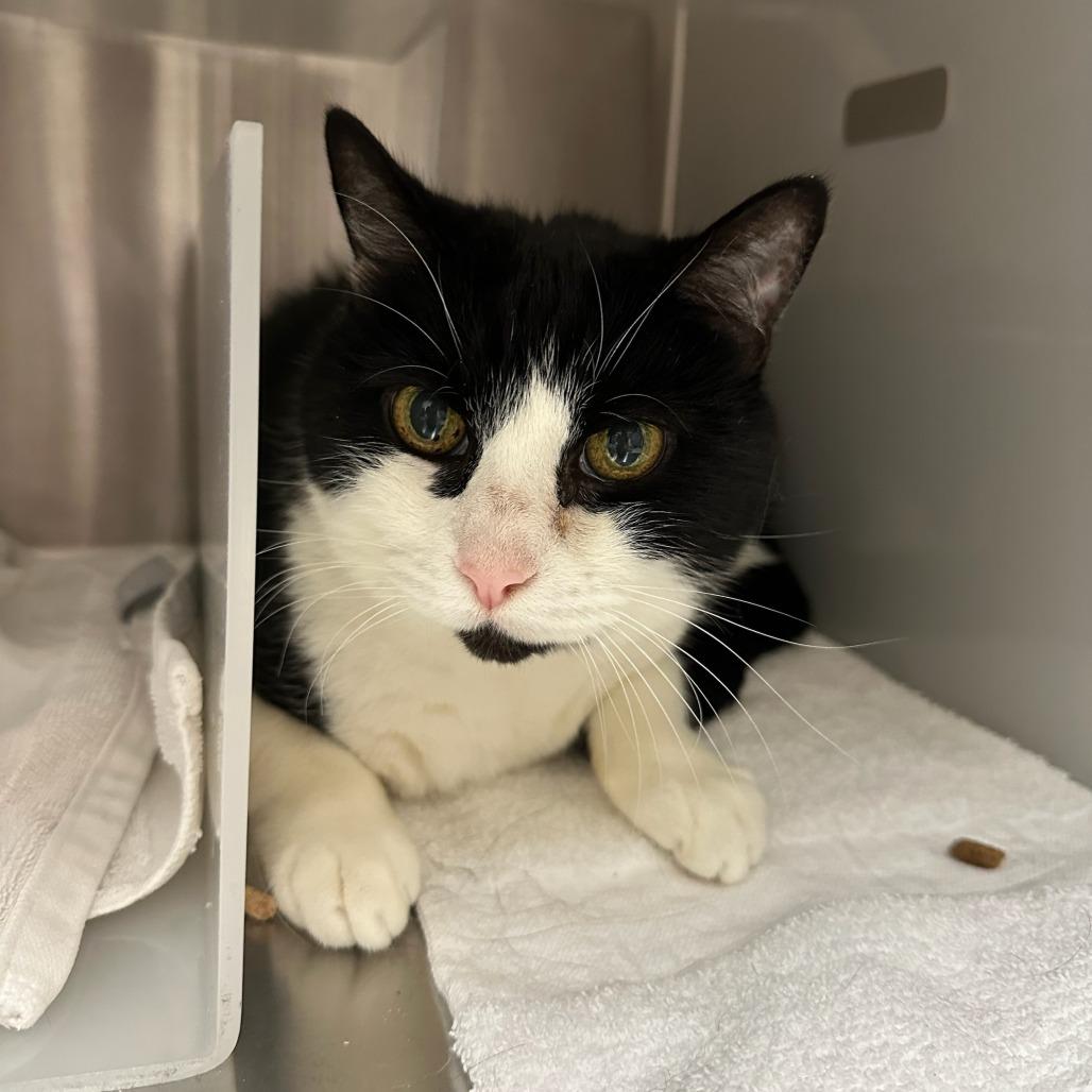 Murphy, Adoptable, Senior Male Domestic Medium Hair.