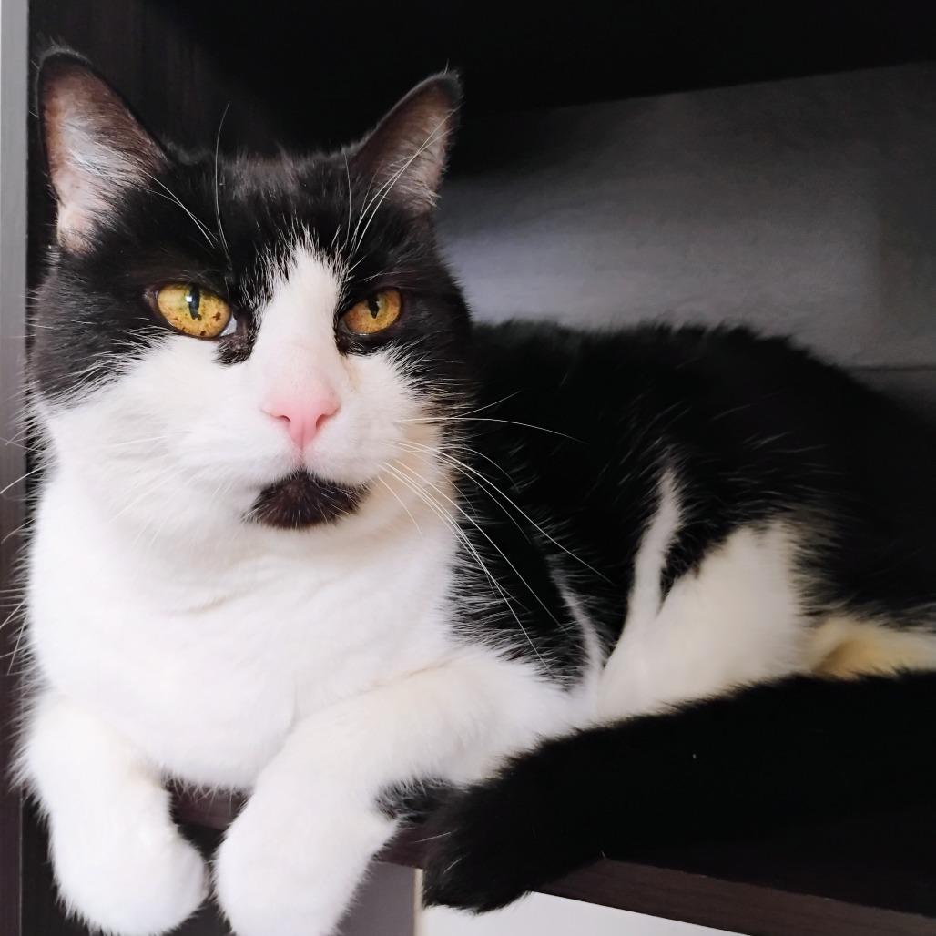 Enlarge Murphy, a Adoptable Domestic Medium Hair in Santa Barbara, CA image 2/4