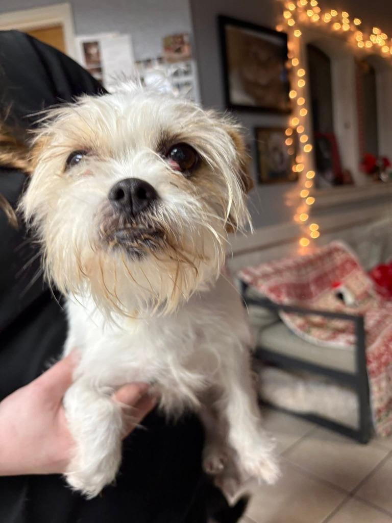 Dazie, Adoptable, Adult Female Yorkshire Terrier & Terrier.