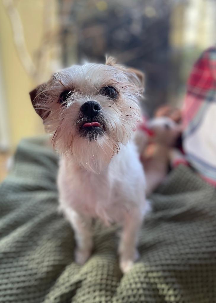 Enlarge Dazie, a Adoptable mixed breed in Fort Worth, TX image 1/5