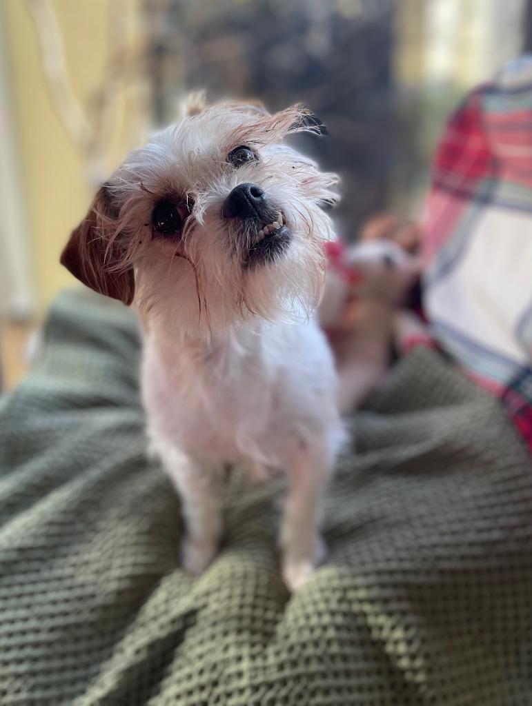 Enlarge Dazie, a Adoptable mixed breed in Fort Worth, TX image 3/5