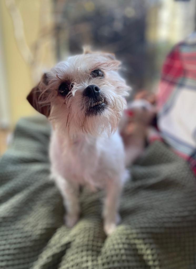 Enlarge Dazie, a Adoptable mixed breed in Fort Worth, TX image 5/5