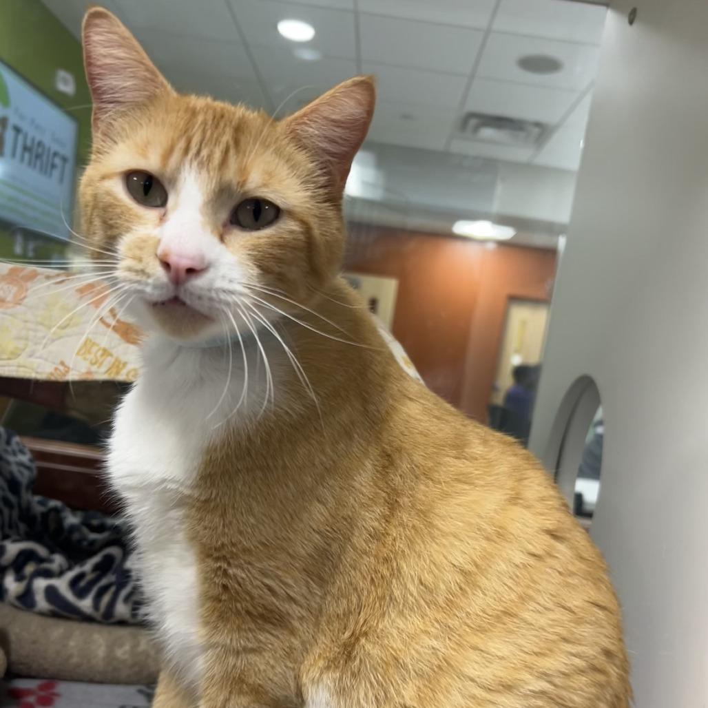 Enlarge Ussop, a Adoptable mixed breed in Saint Cloud, MN image 1/5