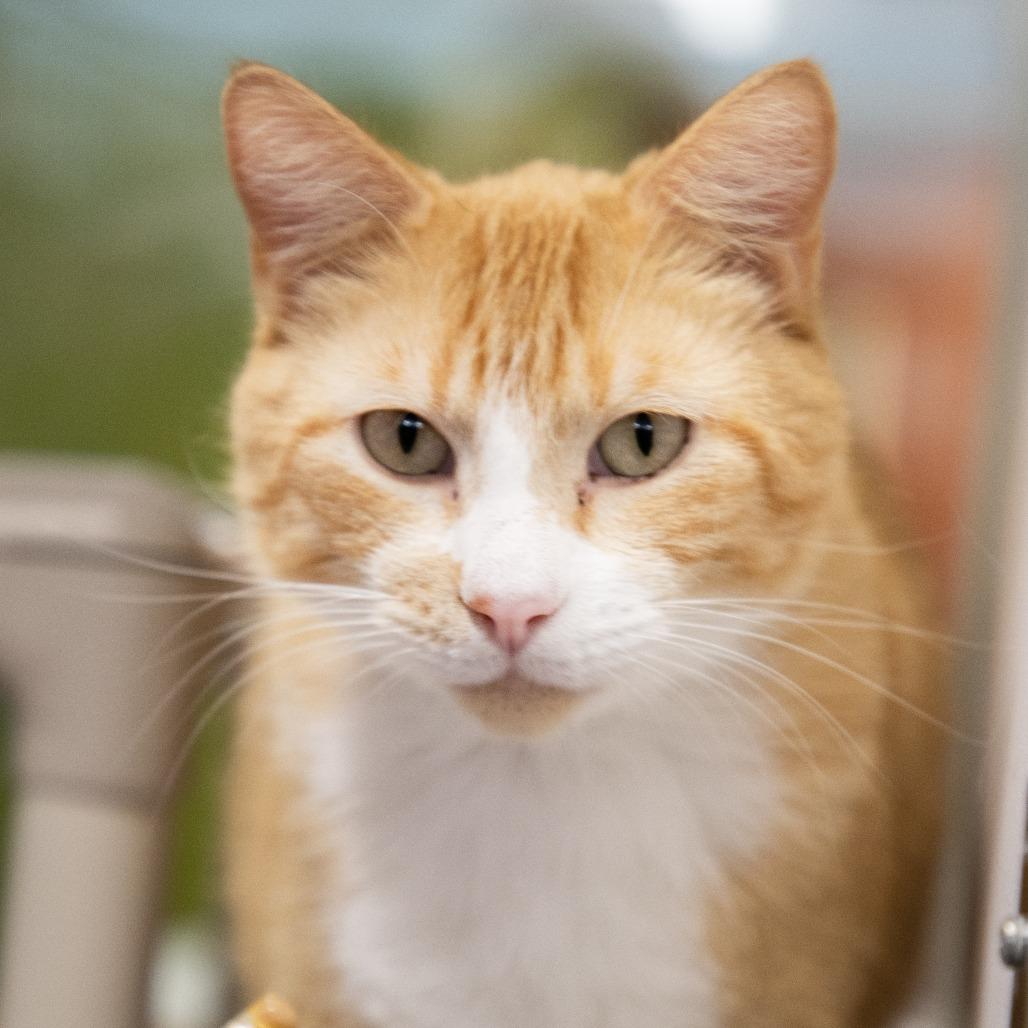 Enlarge Ussop, a Adoptable mixed breed in Saint Cloud, MN image 2/5