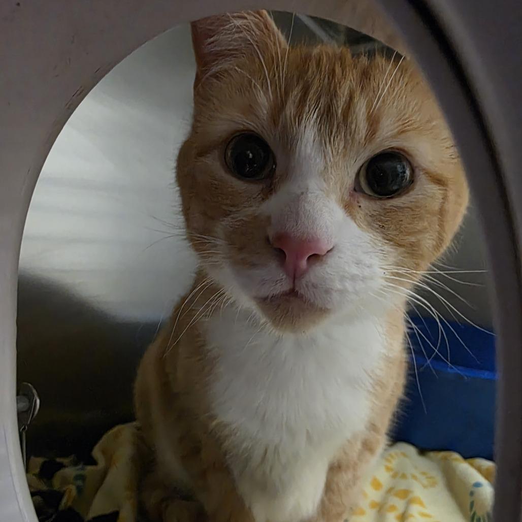 Enlarge Ussop, a Adoptable mixed breed in Saint Cloud, MN image 3/5