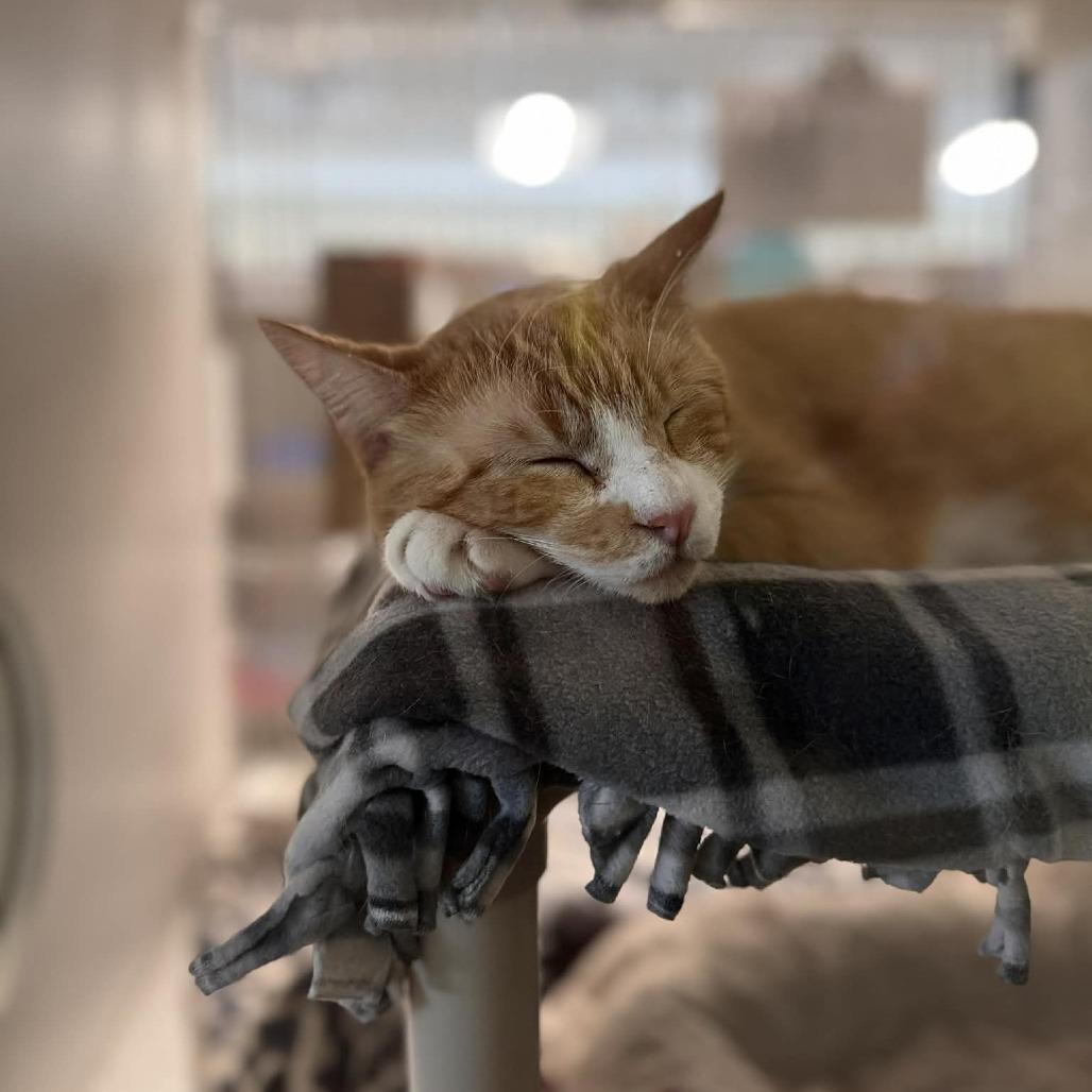 Enlarge Ussop, a Adoptable mixed breed in Saint Cloud, MN image 4/5