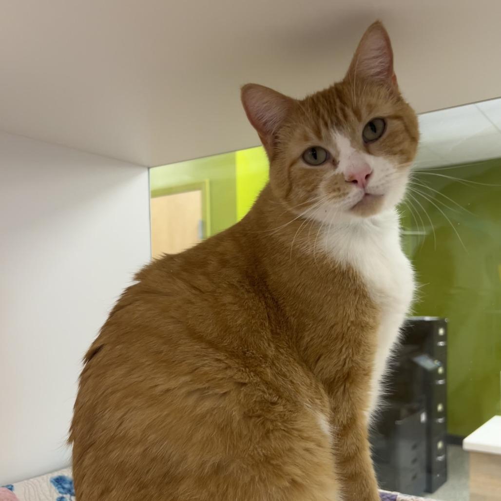 Enlarge Ussop, a Adoptable mixed breed in Saint Cloud, MN image 5/5