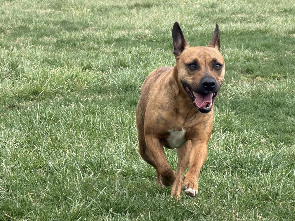 Jynx, Adoptable, Young Female Terrier.