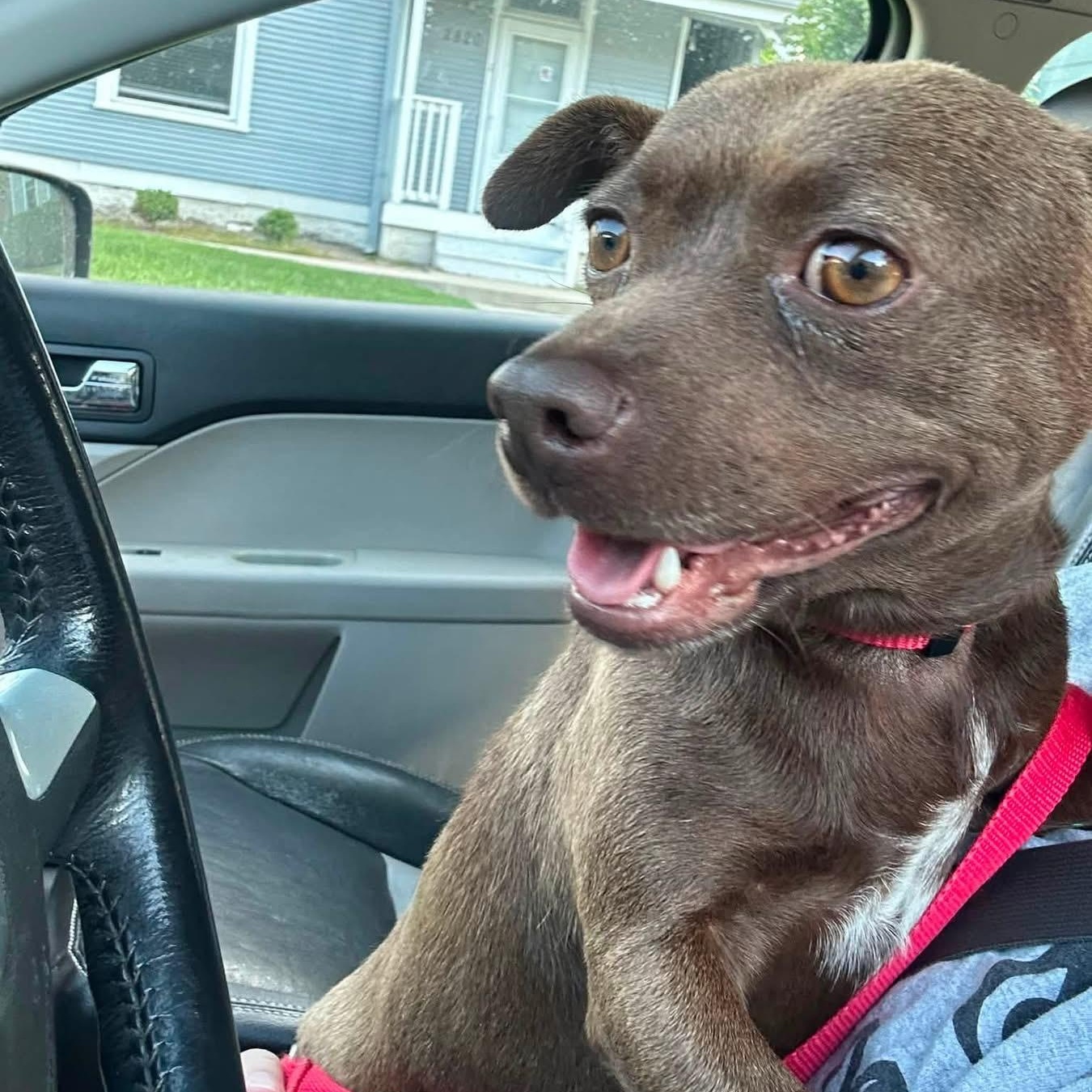 Peanut Butter, an adopted mixed breed in Des Moines, IA image 4/5