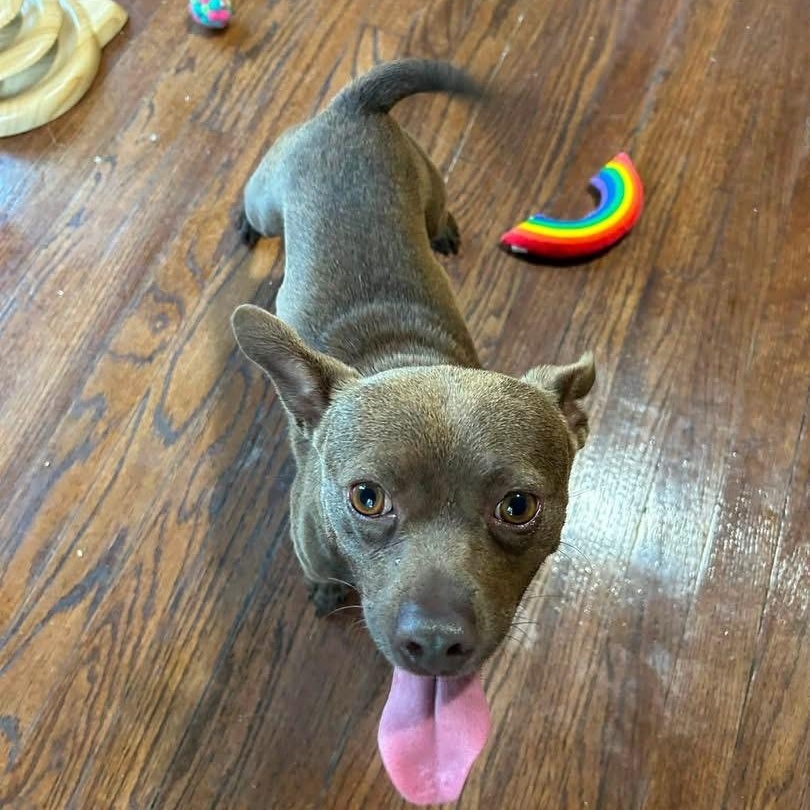 Peanut Butter, an adopted mixed breed in Des Moines, IA image 2/5