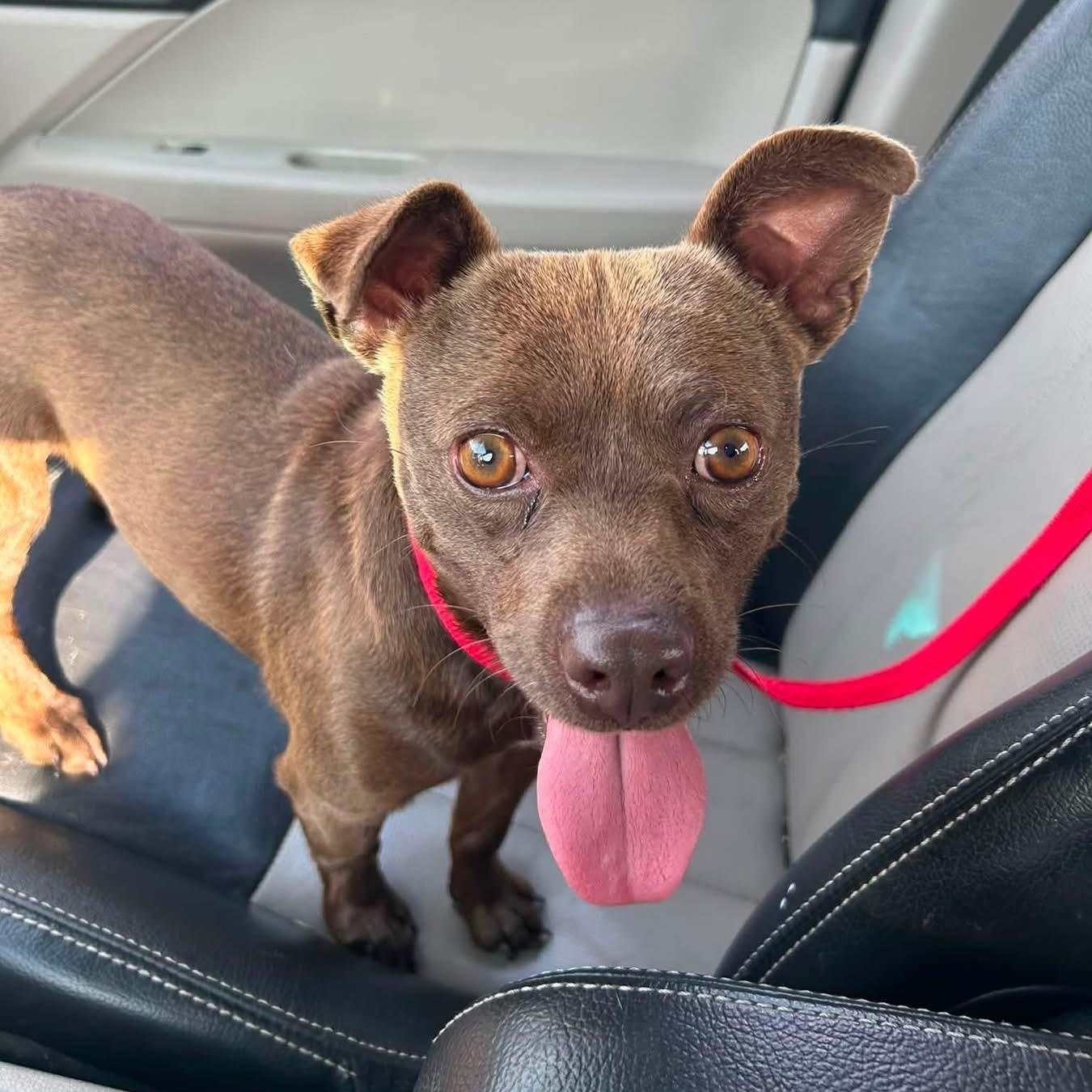 Peanut Butter, an adopted mixed breed in Des Moines, IA image 5/5