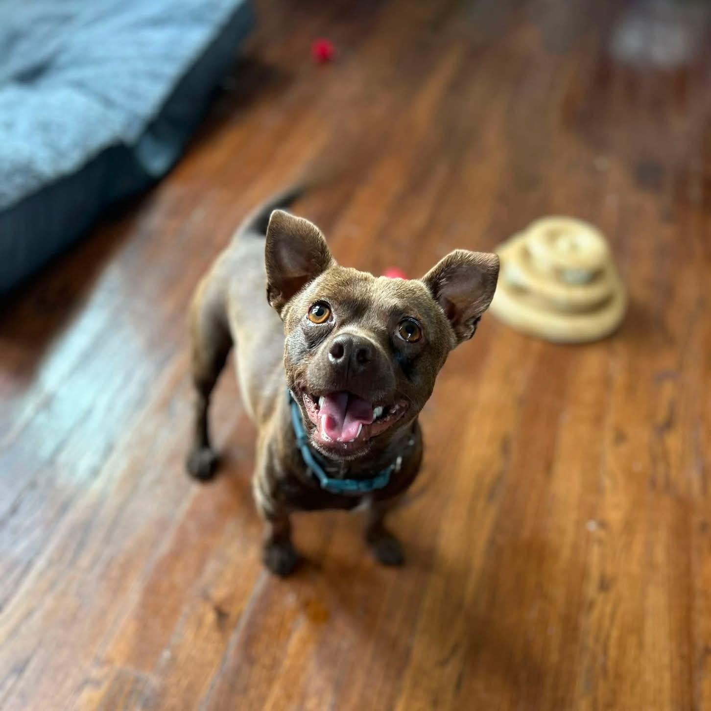 Peanut Butter, an adopted mixed breed in Des Moines, IA image 1/5