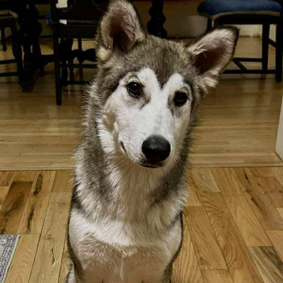 Olly, an adoptable Husky in Winnipeg, MB, R2C 1P2 | Photo Image 5