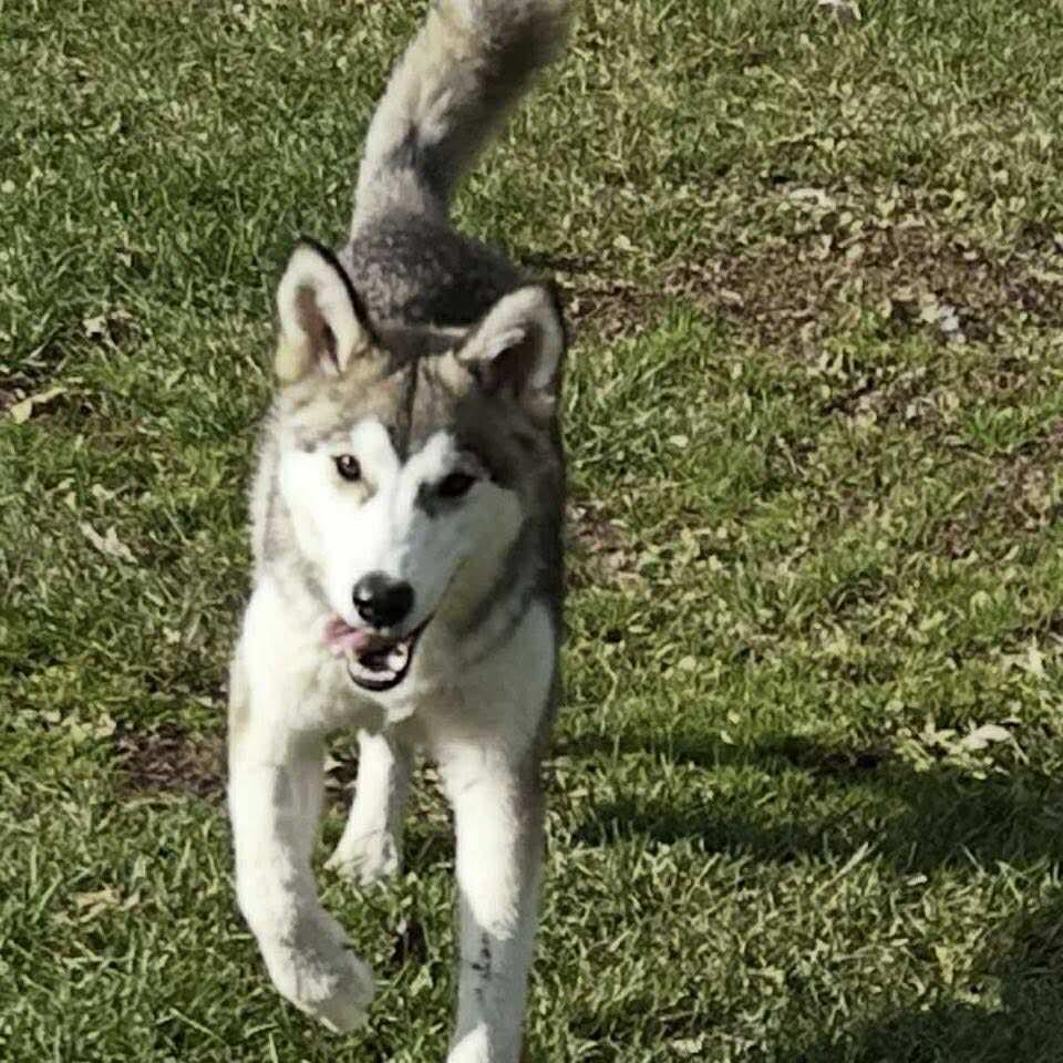 Olly, an adoptable Husky in Winnipeg, MB, R2C 1P2 | Photo Image 2