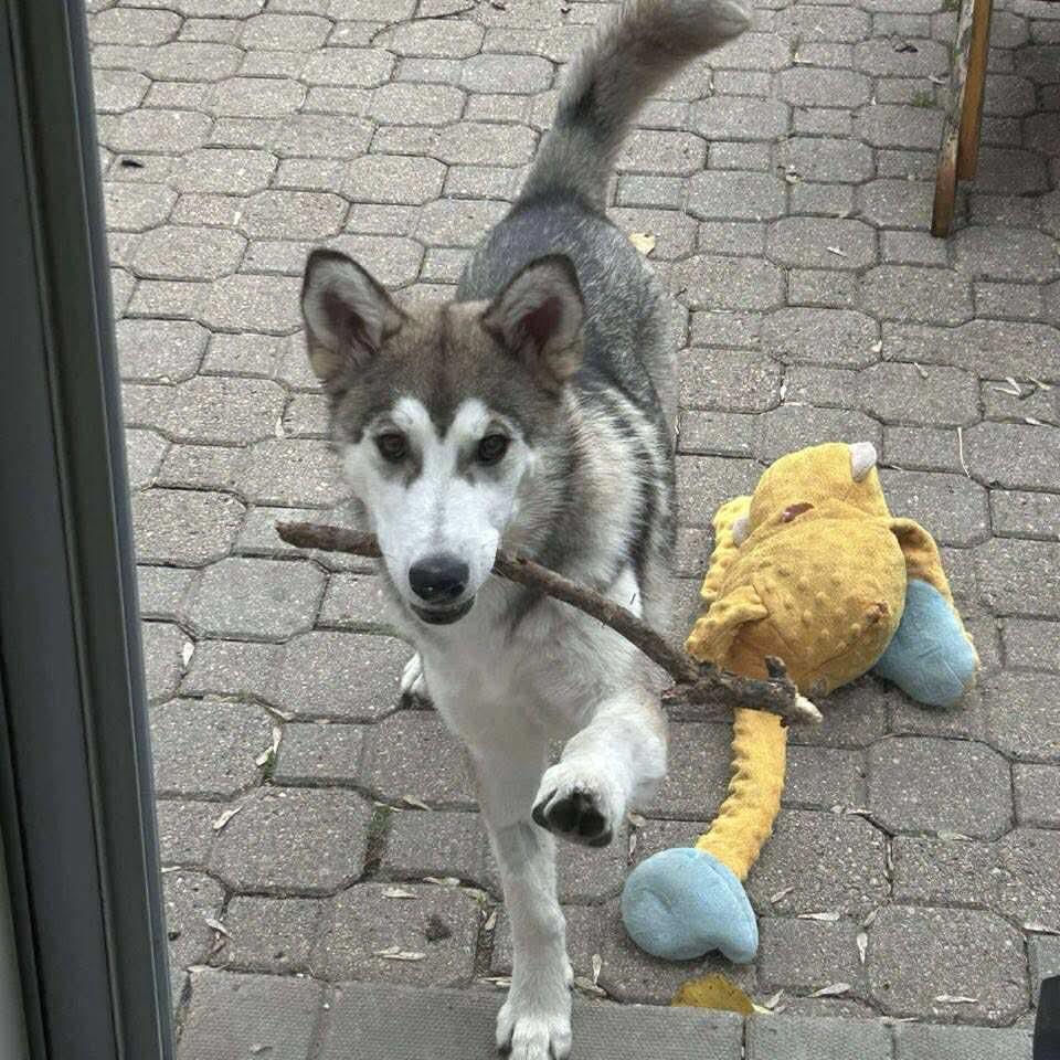 Olly, an adoptable Husky in Winnipeg, MB, R2C 1P2 | Photo Image 3