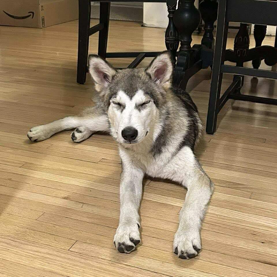 Olly, an adoptable Husky in Winnipeg, MB, R2C 1P2 | Photo Image 4