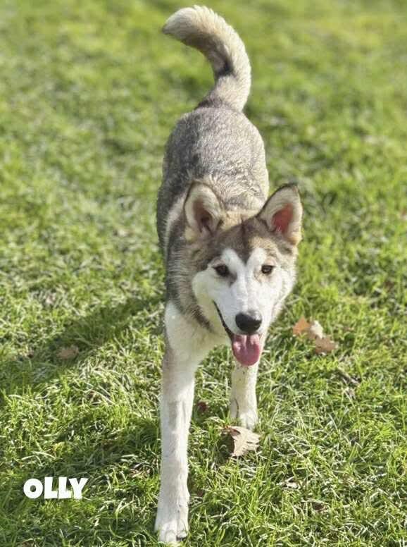 Olly, an adoptable Husky in Winnipeg, MB, R2C 1P2 | Photo Image 1