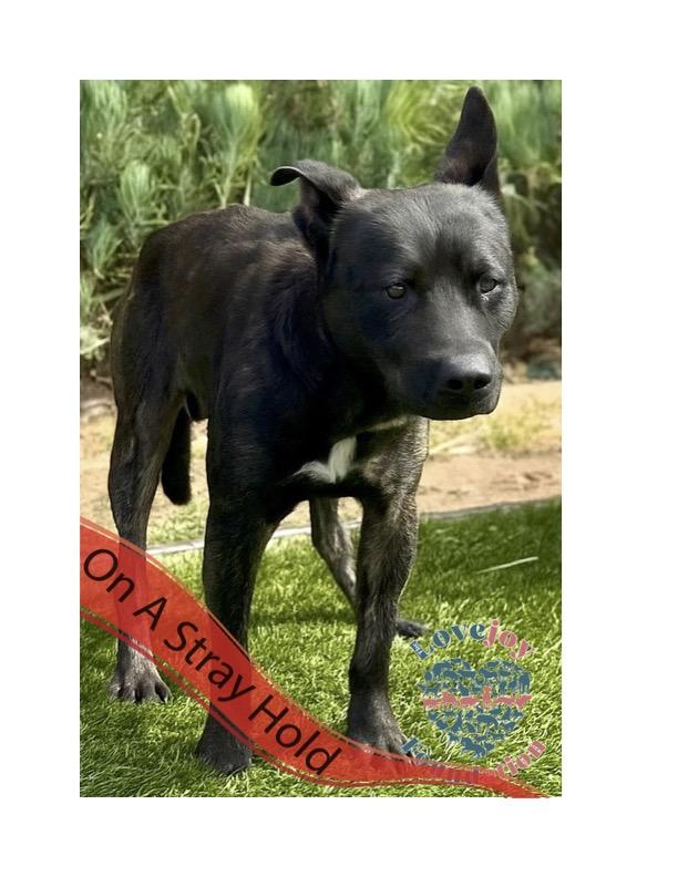 STRAY HOLD UNTIL 07262025 A photo with a stray hold banner is public and posted in a desire to reu