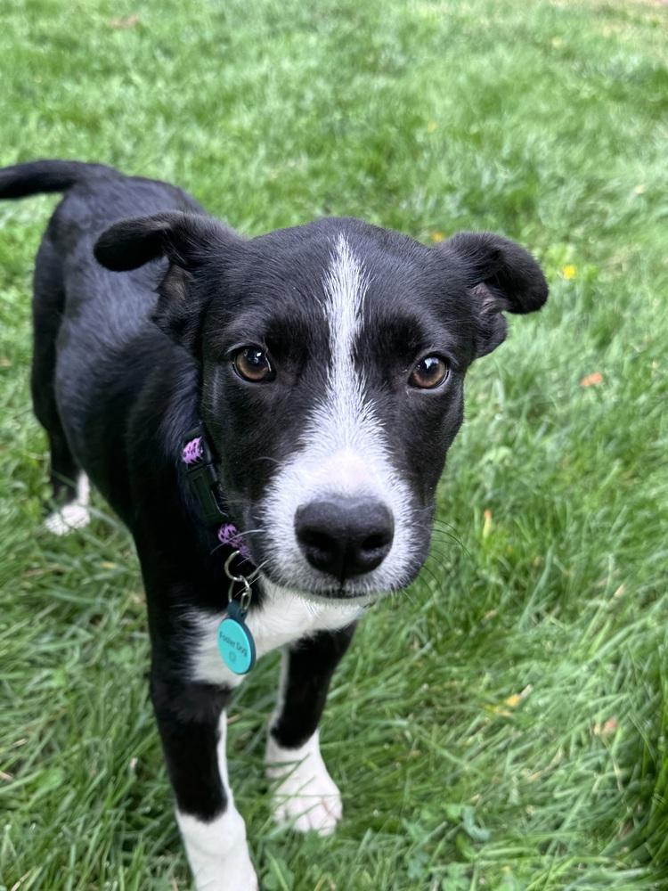 Lily, Adoptable, Puppy Female Cattle Dog & Mixed Breed.