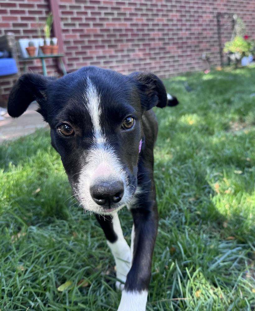 Enlarge Lily, a Adoptable mixed breed in Denver, CO image 2/4