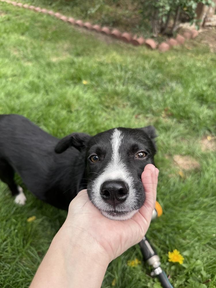 Enlarge Lily, a Adoptable mixed breed in Denver, CO image 3/4