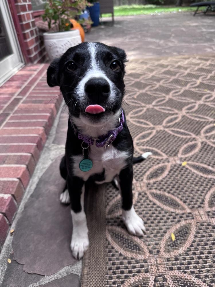 Enlarge Lily, a Adoptable mixed breed in Denver, CO image 4/4