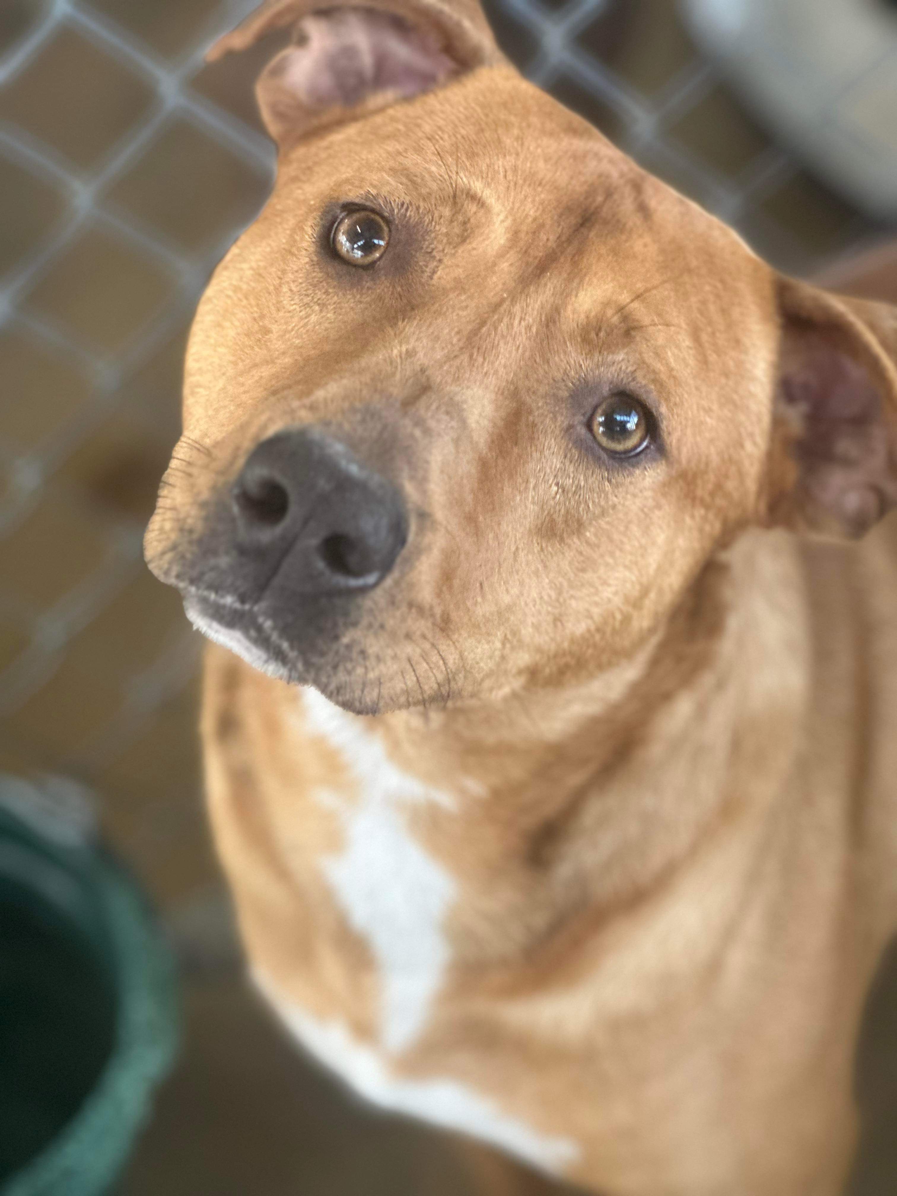 Enlarge Dug dug, a Adoptable Labrador Retriever in Eureka, MO image 1/1