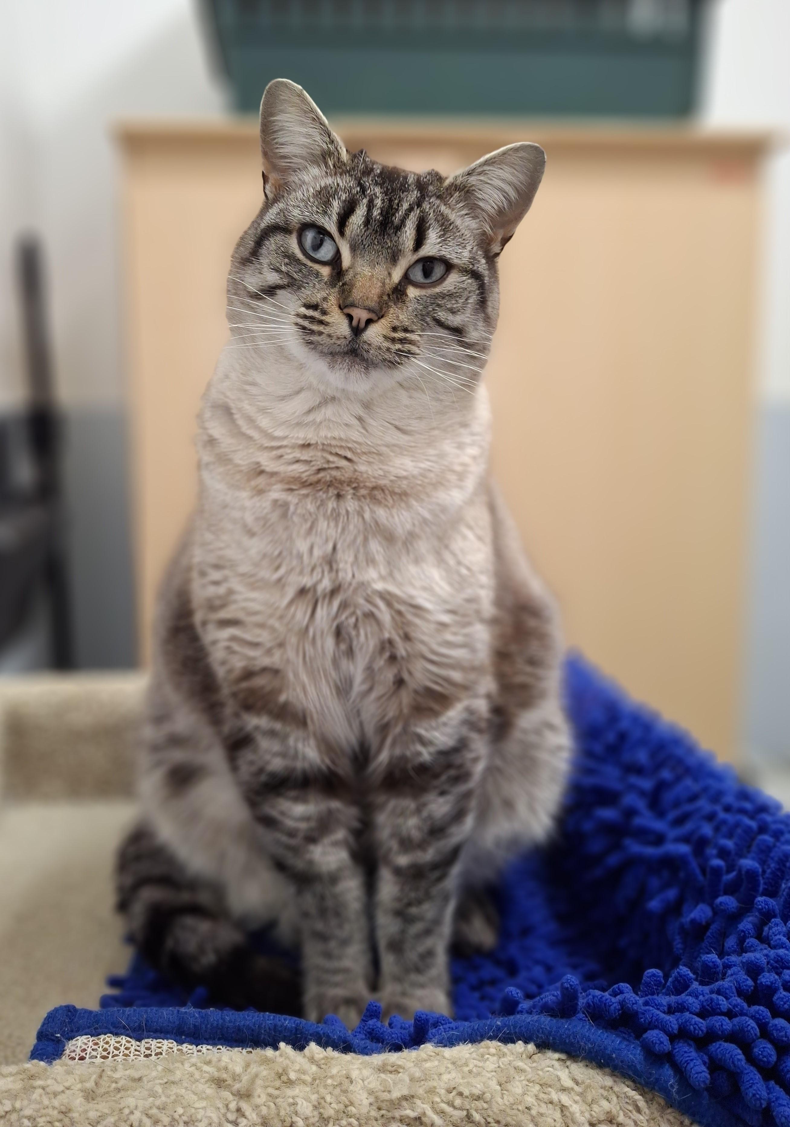 Dumpling, adopted, Adult Female Siamese & Tabby.