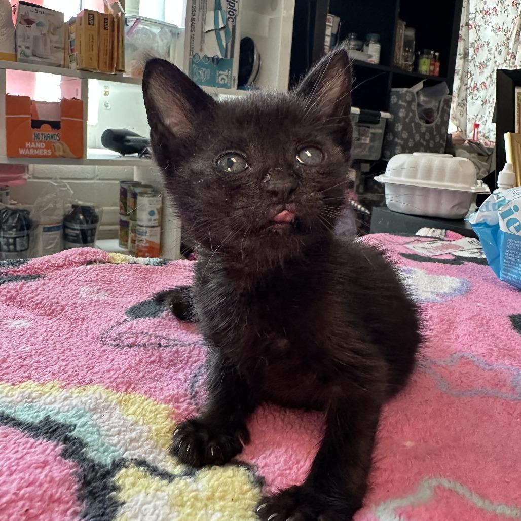 Enlarge Skip, a Adoptable Domestic Short Hair in Redwood City, CA image 1/6